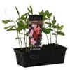 Punnet Sweet Pea Mix - Lathyrus odoratus