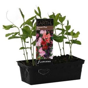 Punnet Sweet Pea Mix - Lathyrus odoratus
