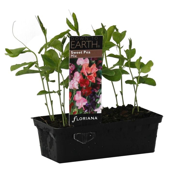 Punnet Sweet Pea Mix - Lathyrus odoratus