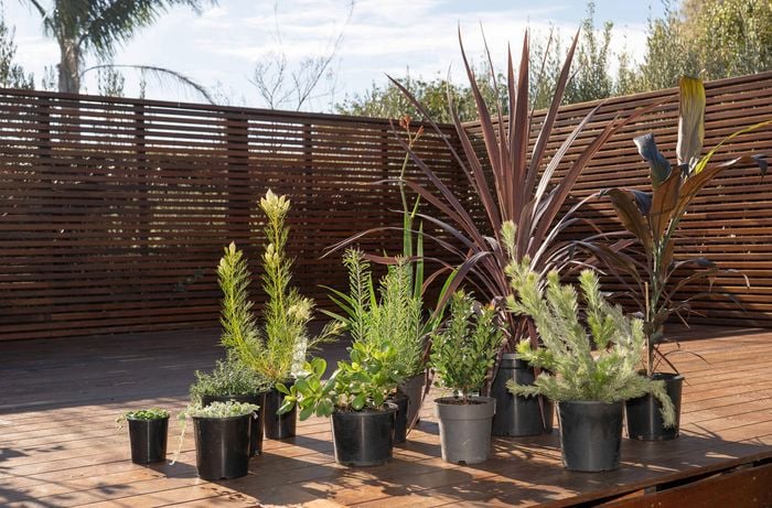  A mix of potted plants is placed on a sunny deck, chosen for their similar needs to thrive together, whether sun-loving or shade-tolerant.