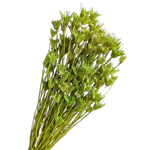 Blooms Of Joy 50cm Green Nigella Flowers