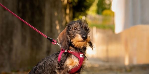 Small dog in a harness by Curli