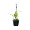 125mm Geri Hanging Basket - Dischidia