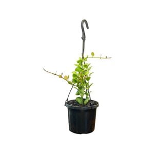 125mm Geri Hanging Basket - Dischidia