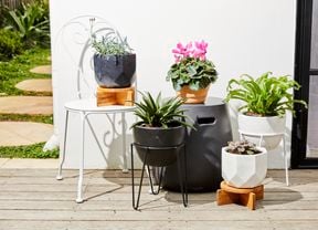 Variety of pots with plants in arrangement