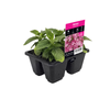 4 Cell Pentas Beehive Lilac - Pentas lanceolata