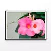 Close-Up of a Mandevilla Flower  Print 100% Australian Made 120x90cm  (Poster)