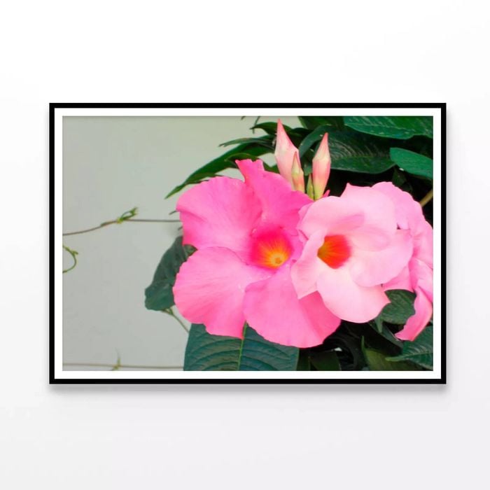 Close-Up of a Mandevilla Flower  Print 100% Australian Made 120x90cm  (Poster)
