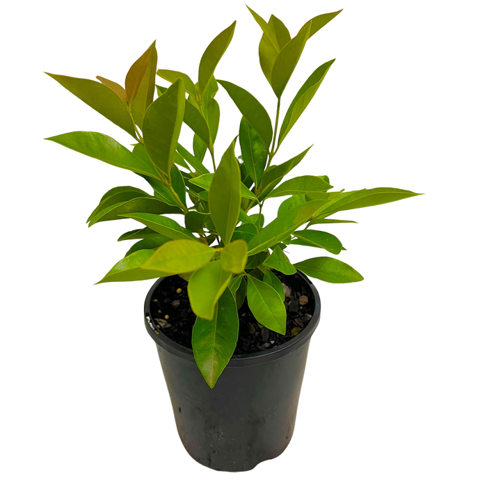 140mm Yellow Cherry Guava - Psidium lucidium