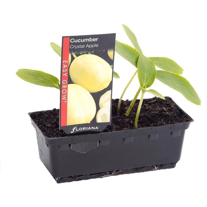 Cucumber Crystal Apple Punnet - Cucumis sativus