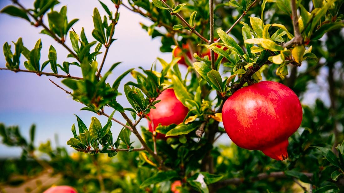 Pomegranate fruits growing on a tree