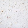 Hanwood 305 x 305mm Modern Terrazo Vinyl Tile - 1.86m² Per Pack