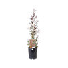 140mm Leptospermum Starry Night - Leptospermum obovatum