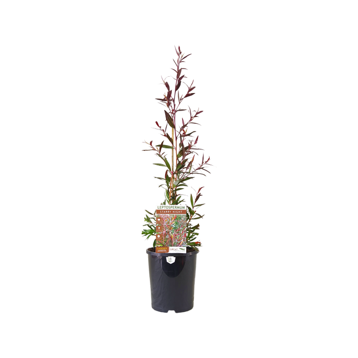 140mm Leptospermum Starry Night - Leptospermum obovatum