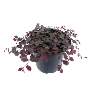 2.4L Loropetalum Purple Pixie - Lorapetalum chinense