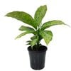 180mm Memoria Corsii - Dieffenbachia maculata