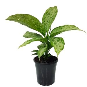 180mm Memoria Corsii - Dieffenbachia maculata