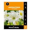 Bloomin Bulbs Hippeastrum Ice Queen - 1 Pack
