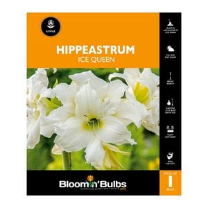 Bloomin Bulbs Hippeastrum Ice Queen - 1 Pack