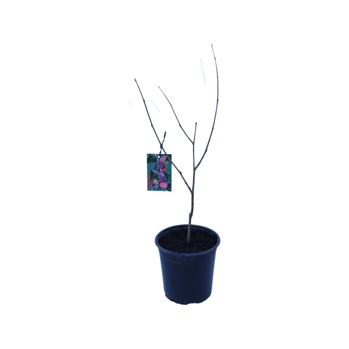 2.5L Mulberry Assorted - Morus