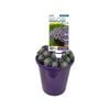 140mm Sedum Purple BLOB™ - Sedum spathulifolium