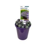 140mm Sedum Purple BLOB™ - Sedum spathulifolium