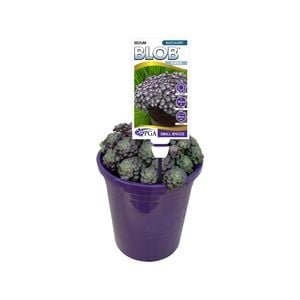 140mm Sedum Purple BLOB™ - Sedum spathulifolium