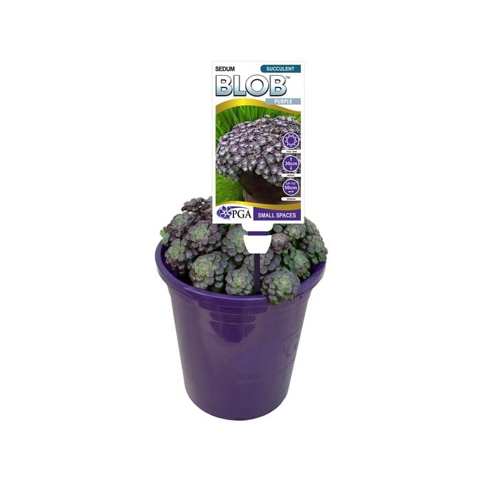 140mm Sedum Purple BLOB™ - Sedum spathulifolium