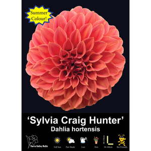 Yarra Valley Bulbs Sylvia Craig Hunter - 1 Pack
