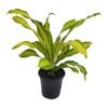 70mm Marley - Dracaena fragrans