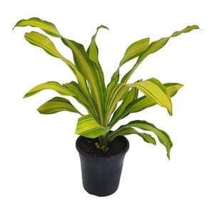 70mm Marley - Dracaena fragrans