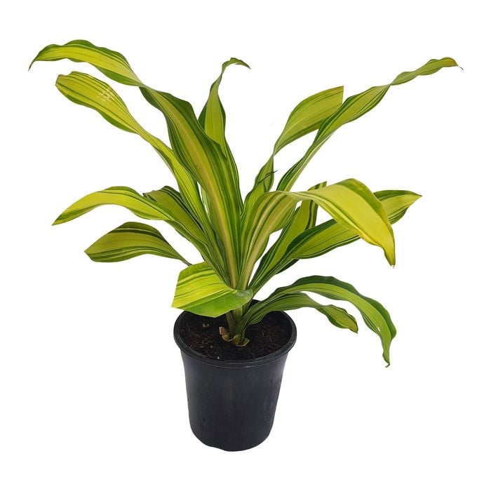 70mm Marley - Dracaena fragrans