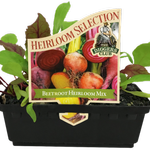Punnet Beetroot Heirloom Mix - Beta vulgaris