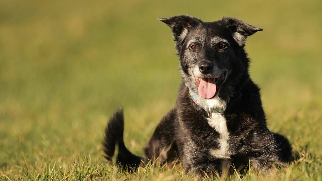 An older border collie dog looking happy resting on some grass outdoors