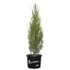 330mm Conifer - Juniperus virginiana Spartan