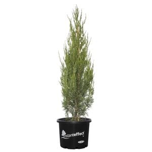330mm Conifer - Juniperus virginiana Spartan