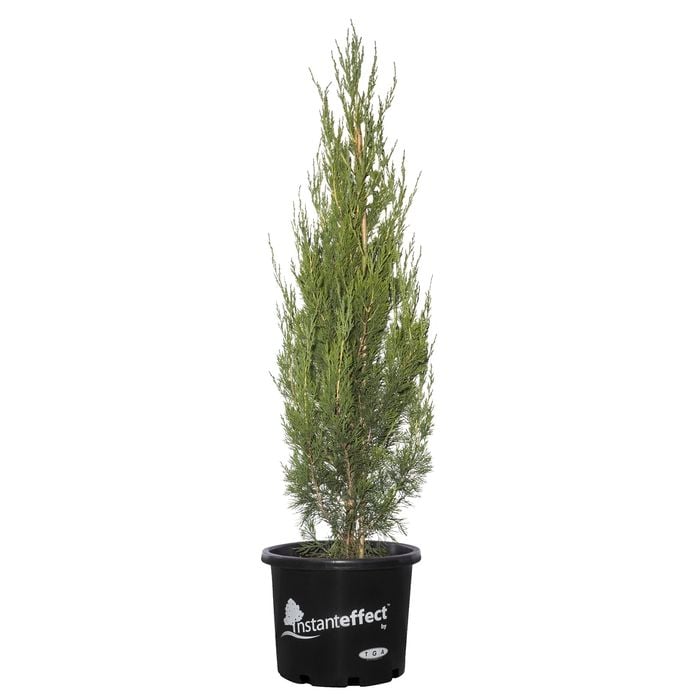 330mm Conifer - Juniperus virginiana Spartan