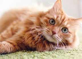 Close up of a fluffy ginger cat lying on a carpet.