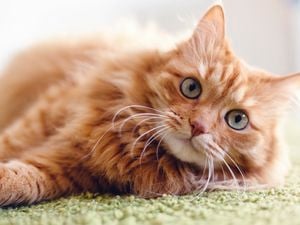 Close up of a fluffy ginger cat lying on a carpet.