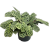 200mm Prayer Plant - Ctenanthe burle Marxii