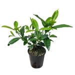 3.3L Gardenia Four Season - Gardenia