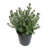 1.9L Westringia Grey Box - Westringia fruticosa