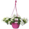 200mm Petunia White - Petunia hybrida Hanging Basket