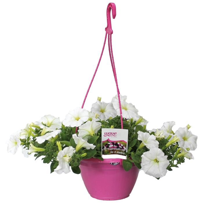200mm Petunia White - Petunia hybrida Hanging Basket
