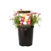 140mm Regal Passions Range -  Argyranthemum frutescens
