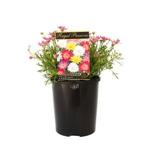 140mm Regal Passions Range -  Argyranthemum frutescens