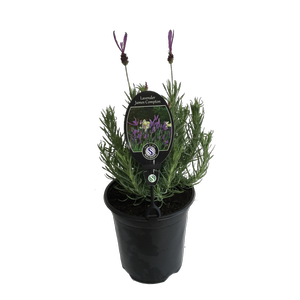 3.5L Lavender James Compton - Lavandula stoechas