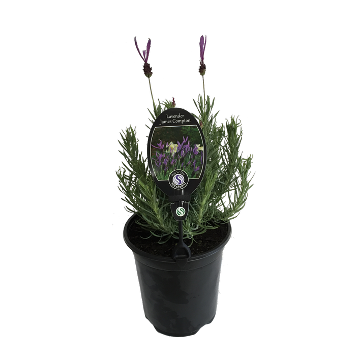 3.5L Lavender James Compton - Lavandula stoechas
