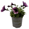 130mm Petunia Durabloom - Petunia × hybrida