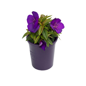 2.4L Tibouchina Groovy Baby - Tibouchina Groovy Baby